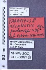 Etiketten zu Melanotus gudenzii (NHMW-ZOO-COL-0007455)